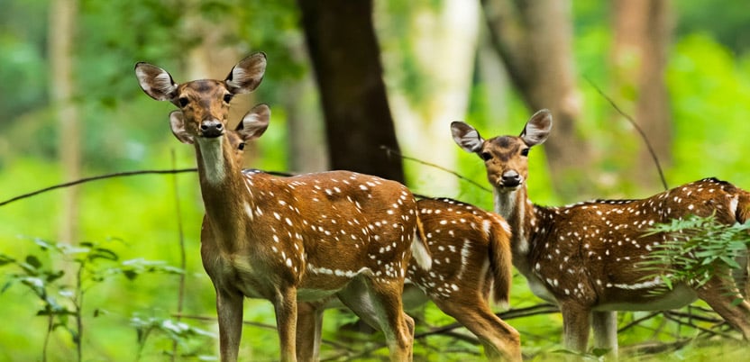 20 Top National Parks in India in 2026