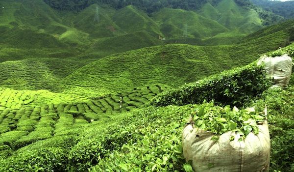 Banyan Grove on Gatoonga Tea Estate