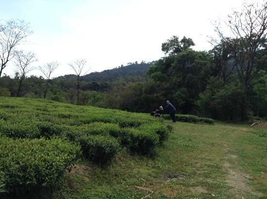 Darang Tea Estate is one of the most popular tea plantations in Himachal Pradesh