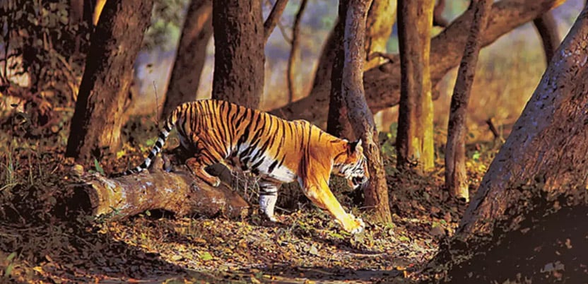 20 Top National Parks in India in 2026