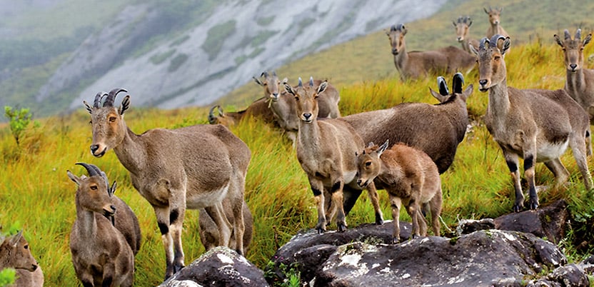 20 Top National Parks in India in 2026