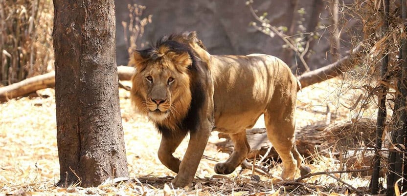 20 Top National Parks in India in 2026