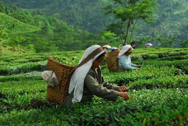 Glenburn Tea Estate in Darjeeling