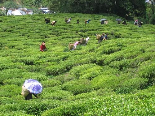 Explore Happy Valley Tea Estate as India's top Tea Plantations