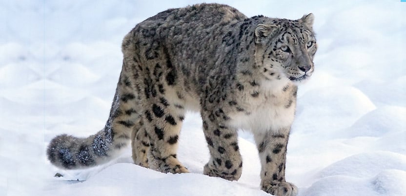 20 Top National Parks in India in 2026