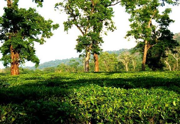 Jorhat ea Bungalows in Assam