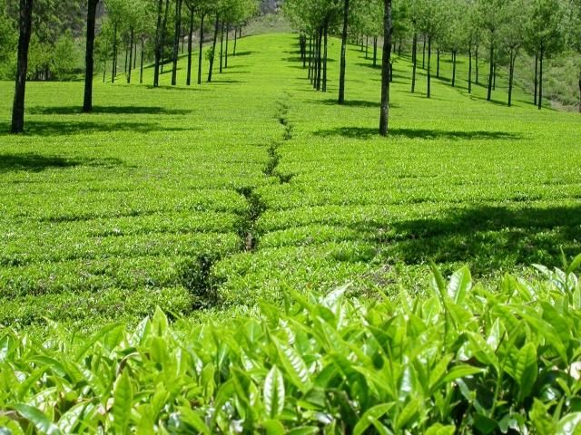 Kanan Devan Hills Plantations in Munnar