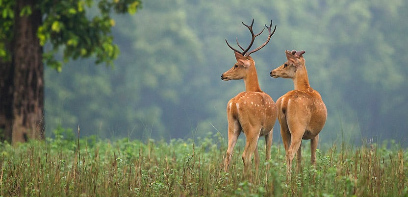 20 Top National Parks in India in 2026