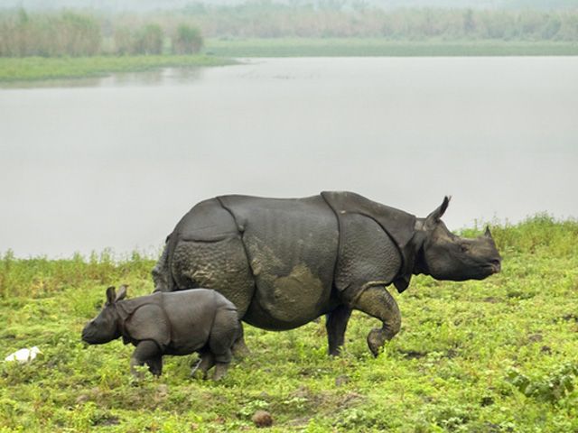 One-horned Rhinoceros