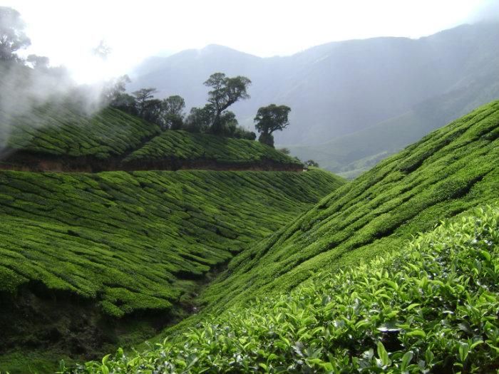 Kolukkumalai Tea Estate in Tamil Nadu