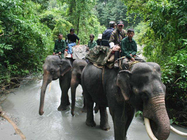 Elephant Safari at Manas National Park