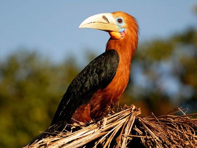 Namdapha National Park