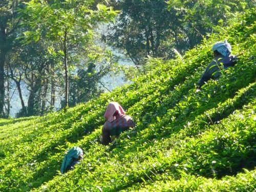 Nilgiri Tea plantations in South India