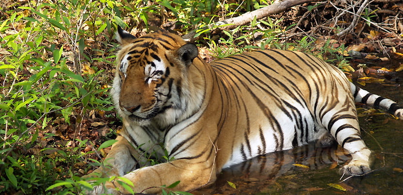 20 Top National Parks in India in 2026