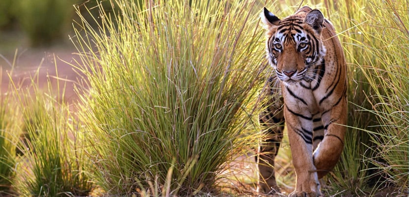 20 Top National Parks in India in 2026
