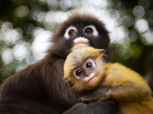 spectacled langur in Tripura