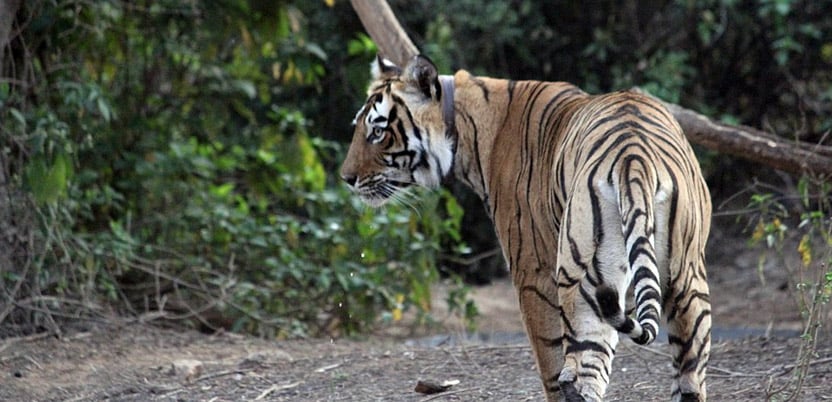 20 Top National Parks in India in 2026