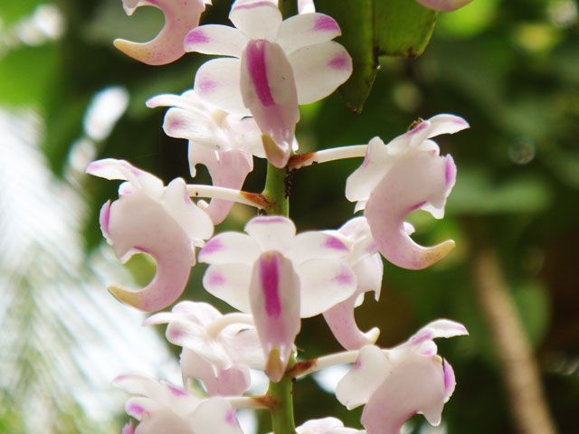 Sessa Orchid Sanctuary