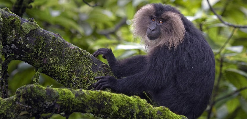20 Top National Parks in India in 2026