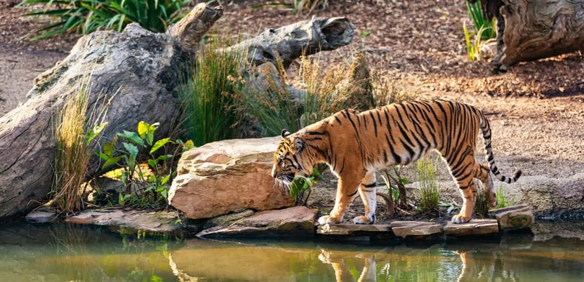 20 Top National Parks in India in 2026