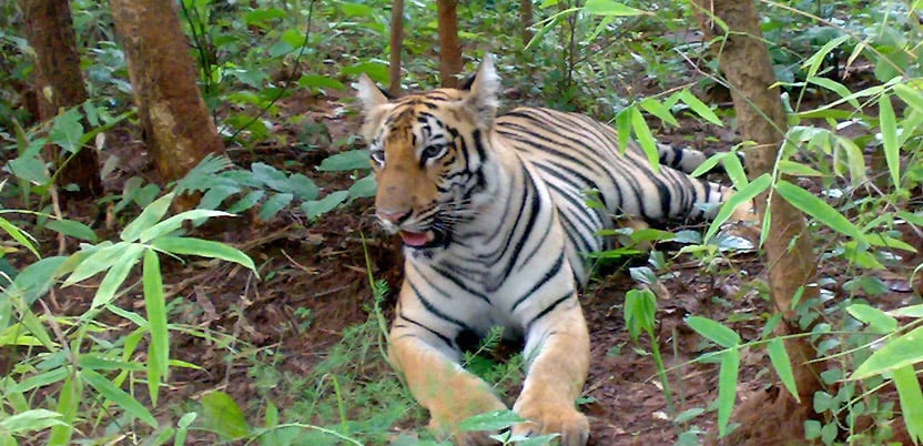 20 Top National Parks in India in 2026