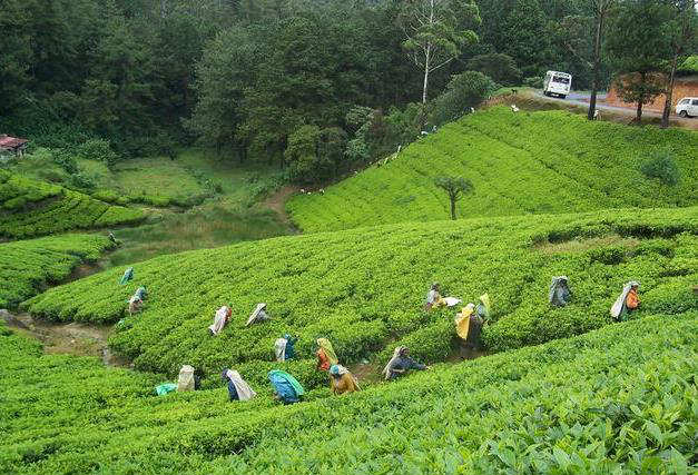 The Cooch Behar Tea Estate in West Bengal