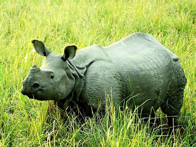 one horned rhino assam
