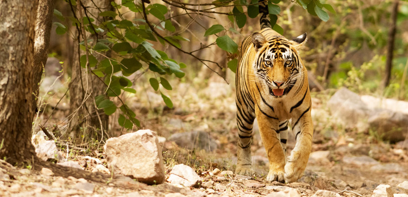 20 Top National Parks in India in 2026