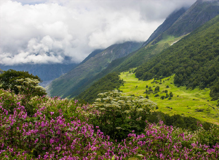 Enjoy trekking at Valley of Flower in Monsoon