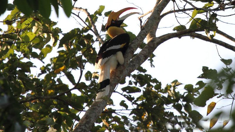 great hornbill at nameri national park