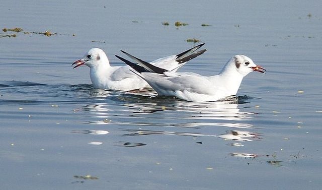 Nalsarovar- Bird- Sanctuary- Gujarat 
