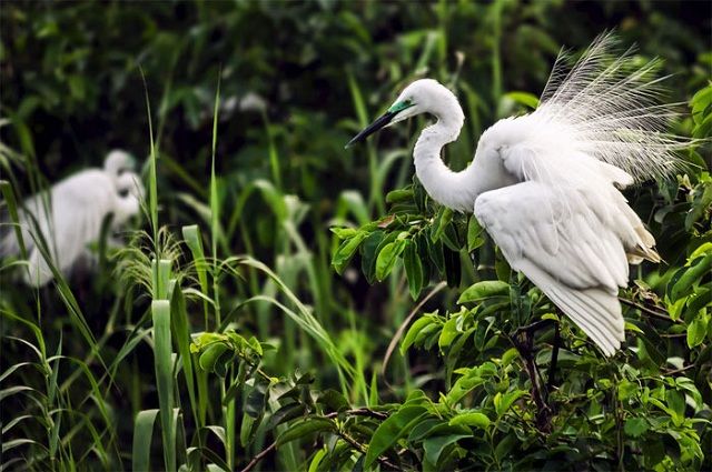 bird at kumarakom bird sanctuary