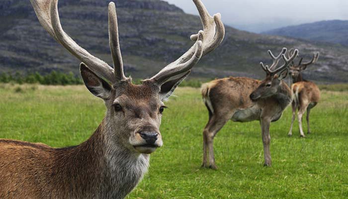 Hangul In Dachigam National Park.