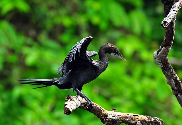 birds in salim ali bird sanctuary goa