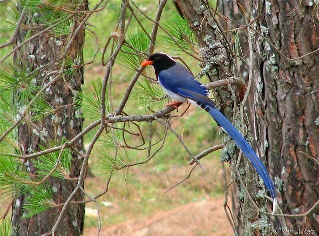 bird at corbett national park