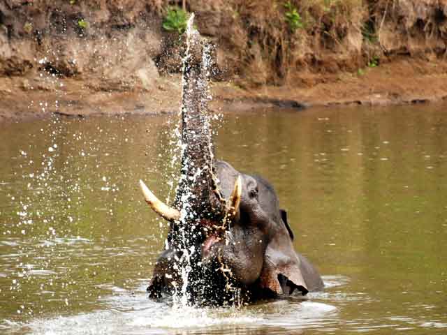 Best Places to Visit in Karnataka Nagarhole