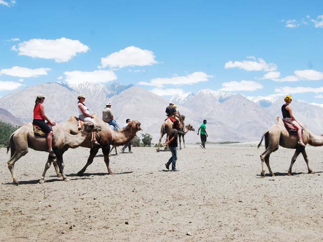 Camel-Safari-in-Leh-Ladakh