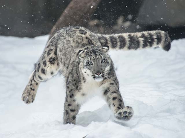 Snow-Leopard-in-Leh-Ladakh