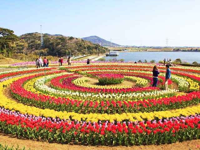 Tulip-Garden