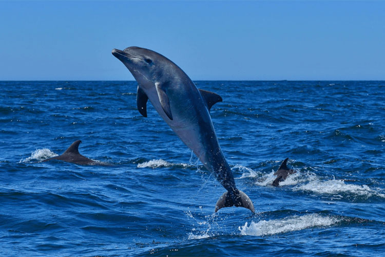 Dolphin-Ride-Goa