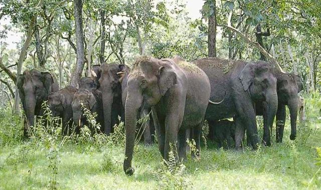 masinagudi safari