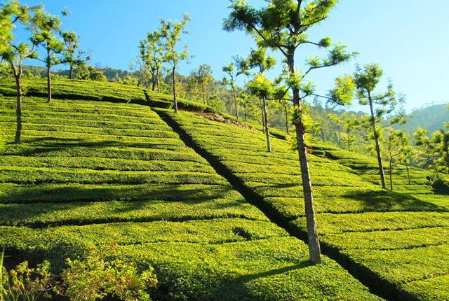 Tea Estates, Munnar