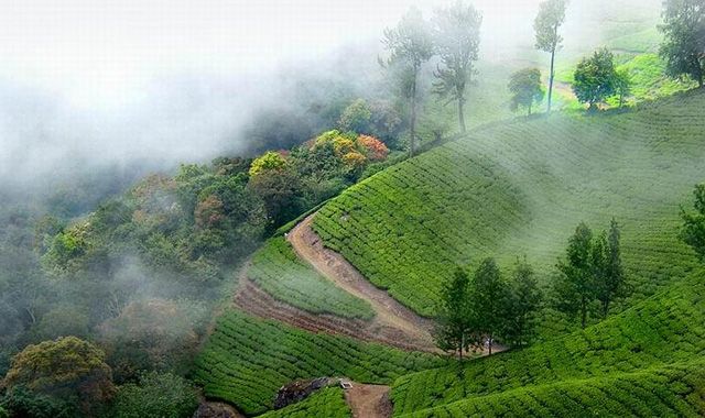 Munnar-hills