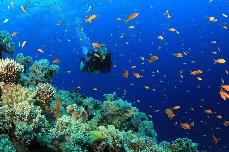 Snorkeling-goa