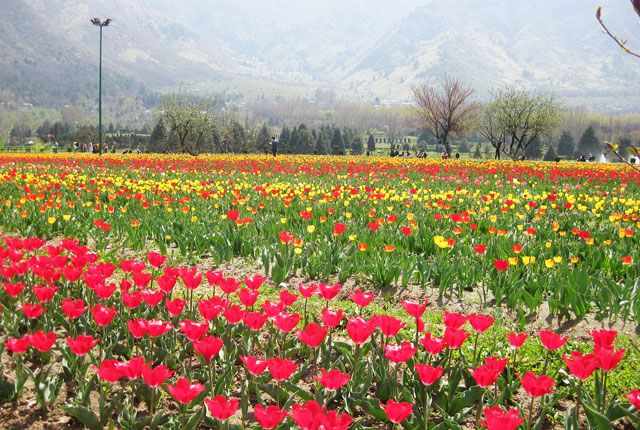 Tuip Garden,Srinagar