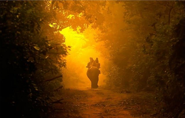 Elephant Safari in Corbett National Park