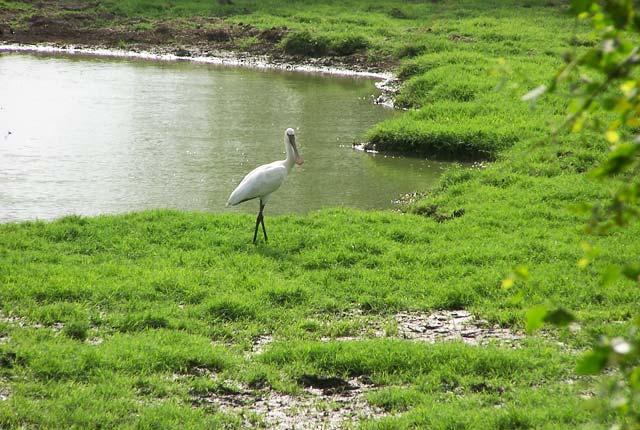 Bharatpur Lake, Bharatpur