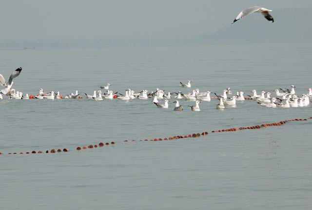 Chilika Lake, Odisha