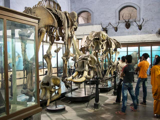 Indian Museum
