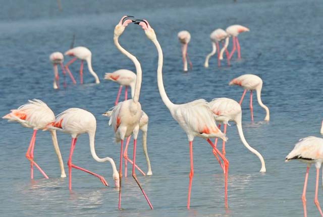 Pulicat Lake, Thrivallur
